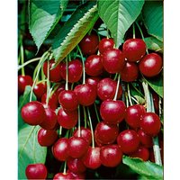 Kategorie <b>Obst </b> - Prunus avium 'Hedelfinger Riesenk.' CAC
