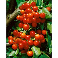 Kategorie <b>Obst </b> - Prunus avium 'Büttners Roter Knorpel' CAC