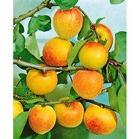 Kategorie <b>Obst </b> - Prunus armeniaca 'Ungarische Beste' CAC