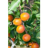 Kategorie <b>Obst </b> - Prunus armeniaca 'Temporao de Villa France'