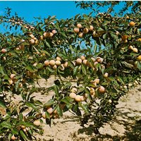 Kategorie <b>Obst </b> - Prunus armeniaca 'Nancy Aprikose'