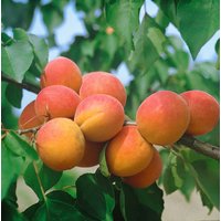 Kategorie <b>Obst </b> - Prunus armeniaca 'Harcot' CAC