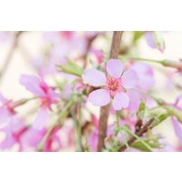 Laubbäume - Prunus 'Okame' CAC