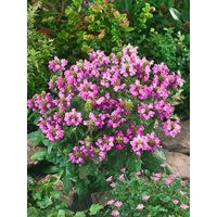 Kategorie <b>Produkt nicht gewünscht </b> - Prunella grandiflora 'Rubra'