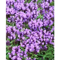 Kategorie <b>Produkt nicht gewünscht </b> - Prunella grandiflora