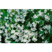 Kategorie <b>Produkt nicht gewünscht </b> - Prostanthera cuneata