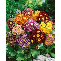 Kategorie <b>Stauden </b> - Primula x pubescens