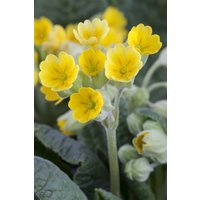 Stauden - Primula veris Cabrillo Yellow