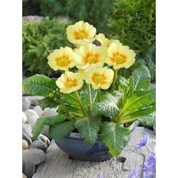 Stauden - Primula veris 'Lime with Orange'