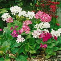 Stauden - Primula sieboldii