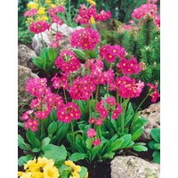 Stauden - Primula rosea 'Gigas'