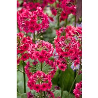 Kategorie <b>Stauden </b> - Primula japonica 'Millers Crimson'