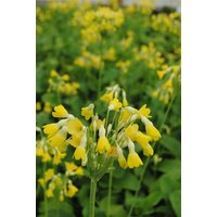 Kategorie <b>Produkt nicht gewünscht </b> - Primula florindae