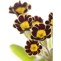 Kategorie <b>Stauden </b> - Primula elatior 'Gold Lace'