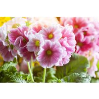 Kategorie <b>Stauden </b> - Primula elatior