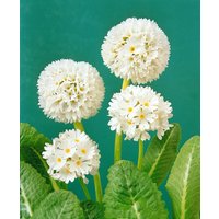 Kategorie <b>Stauden </b> - Primula denticulata, weiß
