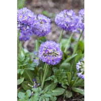 Stauden - Primula denticulata 'Lilac'