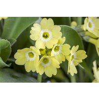 Kategorie <b>Stauden </b> - Primula auricula, gelb