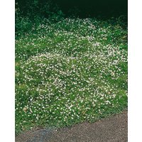 Kategorie <b>Produkt nicht gewünscht </b> - Pratia pedunculata 'Treadwellii'