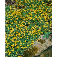 Kategorie <b>Bodendecker </b> - Potentilla crantzii