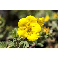 Kategorie <b>Bodendecker </b> - Potentilla 'Goldteppich'