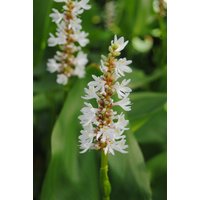 Kategorie <b>Produkt nicht gewünscht </b> - Pontederia cordata 'Alba'