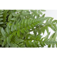 Kategorie <b>Gräser </b> - Polystichum tsus-simense