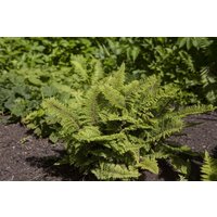 Gräser - Polystichum setiferum