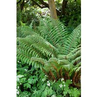 Kategorie <b>Gräser </b> - Polystichum polyblepharum