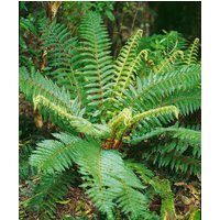 Kategorie <b>Gräser </b> - Polystichum braunii