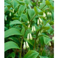 Stauden - Polygonatum x hybridum 'Weihenstephan'