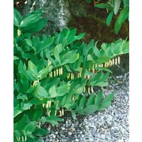 Kategorie <b>Stauden </b> - Polygonatum verticillatum