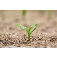 Stauden - Polygonatum multiflorum