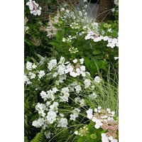 Stauden - Polemonium caeruleum 'Album'