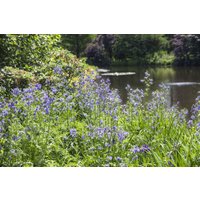 Kategorie <b>Stauden </b> - Polemonium caeruleum