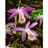 Kategorie <b>Stauden </b> - Pleione limprichtii