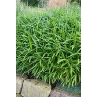 Kategorie <b>Gräser </b> - Pleioblastus pumilus