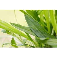 Kategorie <b>Stauden </b> - Plantago lanceolata