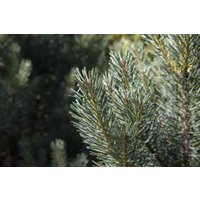 Nadelbäume u. Koniferen - Pinus sylvestris 'Watereri'