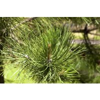 Nadelbäume u. Koniferen - Pinus schwerinii 'Wiethorst'