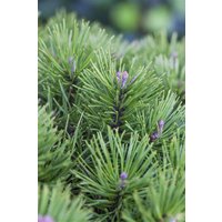 Nadelbäume u. Koniferen - Pinus pumila 'Glauca'