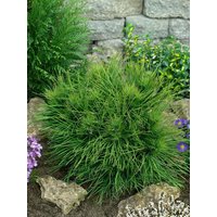 Nadelbäume u. Koniferen - Pinus nigra 'Spielberg'