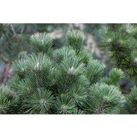 Nadelbäume u. Koniferen - Pinus nigra 'Select'