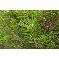Nadelbäume u. Koniferen - Pinus nigra 'Kleiner Turm'
