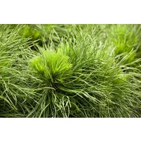 Kategorie <b>Produkt nicht gewünscht </b> - Pinus mugo 'Varella'