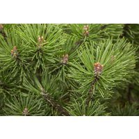 Kategorie <b>Produkt nicht gewünscht </b> - Pinus mugo 'Mops'