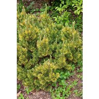 Kategorie <b>Produkt nicht gewünscht </b> - Pinus mugo 'Little Gold Star'