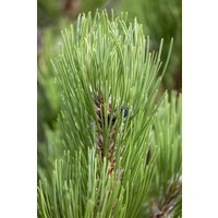 Kategorie <b>Nadelbäume u. Koniferen </b> - Pinus heldreichii 'Compact Gem'