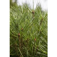 Nadelbäume u. Koniferen - Pinus densiflora 'Alice Verkade'