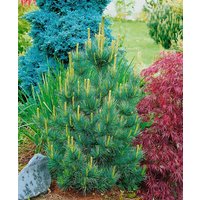 Nadelbäume u. Koniferen - Pinus cembra 'Westerstede'